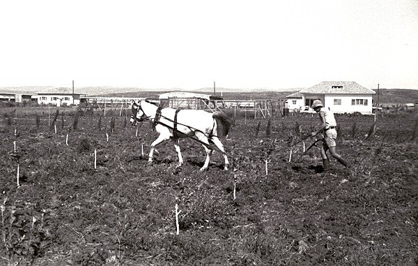 אנדריאס מאייר חורש במטע הפרי, נהריה 1938